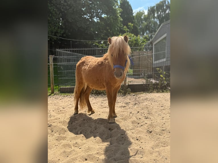 Shetland Ponies Stallion 2 years 8,3 hh in Mettmann