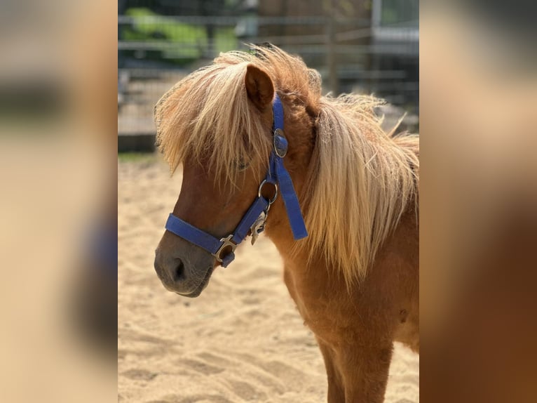 Shetland Ponies Stallion 2 years 8,3 hh in Mettmann