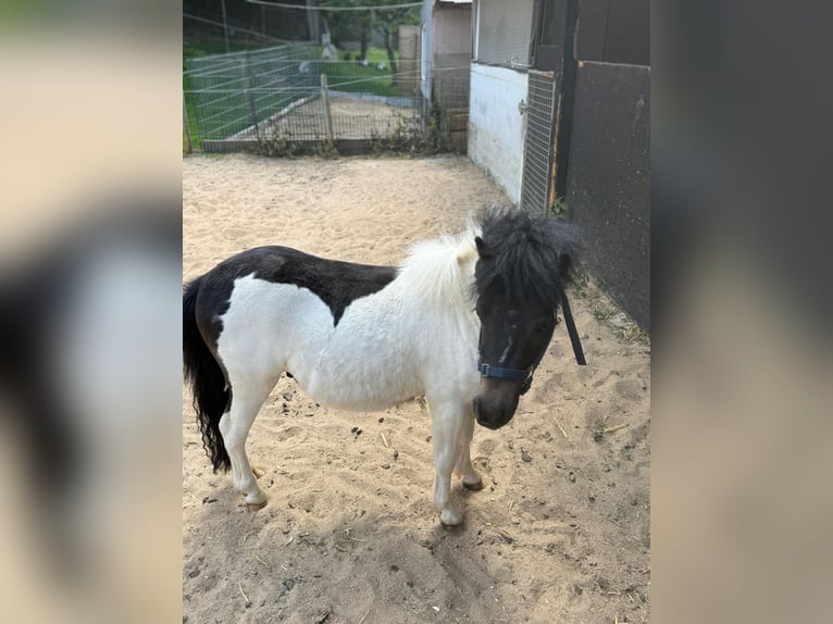 Shetland Ponies Stallion 2 years 8,3 hh in Mettmann