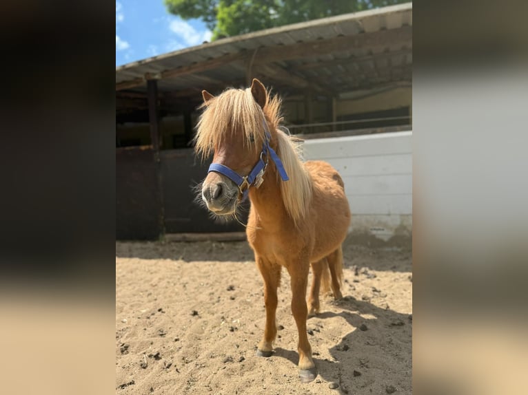 Shetland Ponies Stallion 2 years 8,3 hh in Mettmann