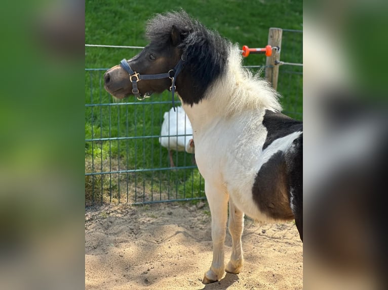 Shetland Ponies Stallion 2 years 8,3 hh in Mettmann