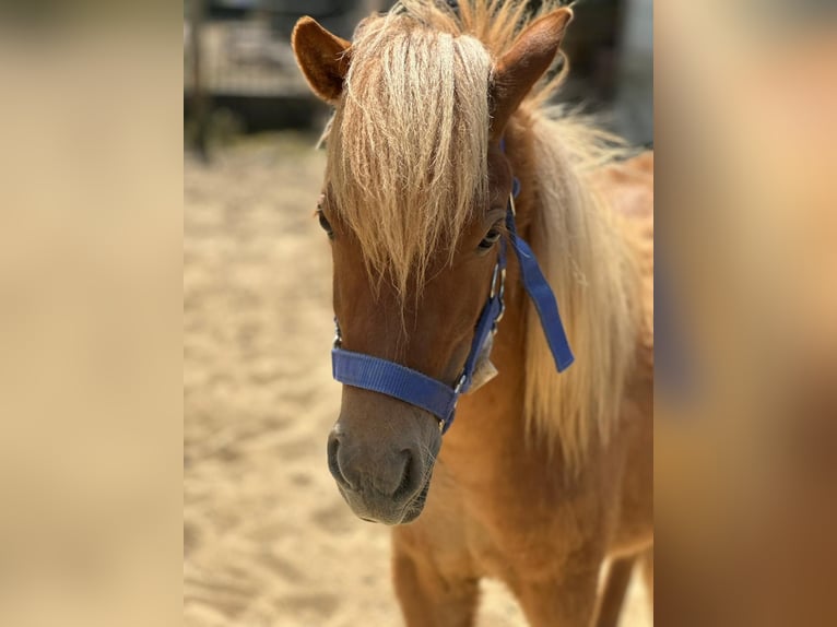 Shetland Ponies Stallion 2 years 8,3 hh in Mettmann