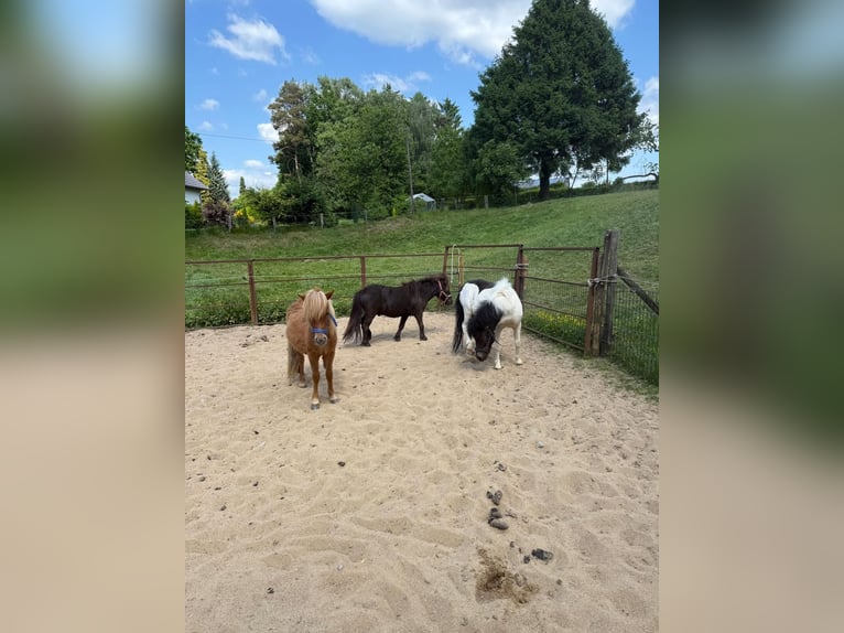 Shetland Ponies Stallion 2 years 8,3 hh in Mettmann