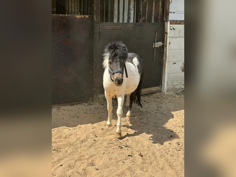 Shetland Ponies Stallion 2 years 8,3 hh in Mettmann