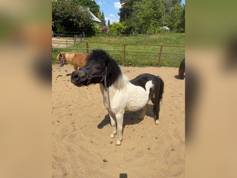 Shetland Ponies Stallion 2 years 8,3 hh in Mettmann