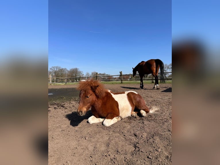 Shetland Ponies Stallion 2 years 8,3 hh Pinto in Bottrop