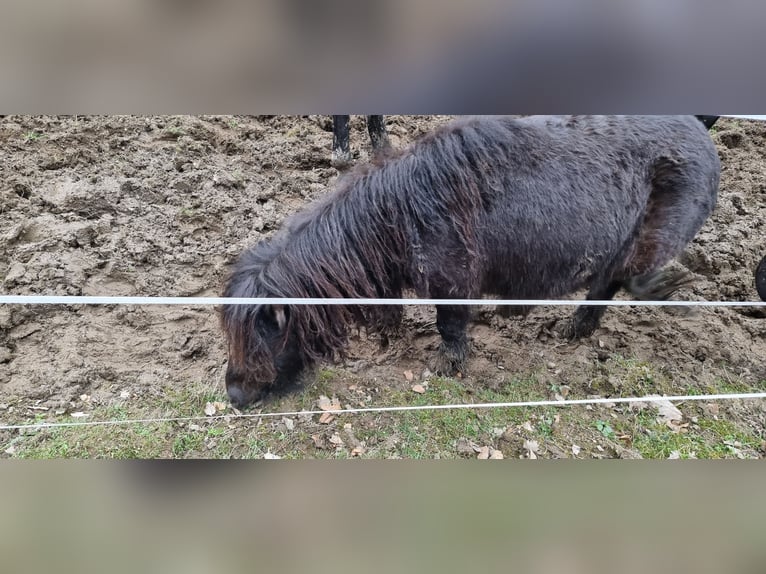Shetland Ponies Stallion 2 years 9,1 hh Black in Hemer