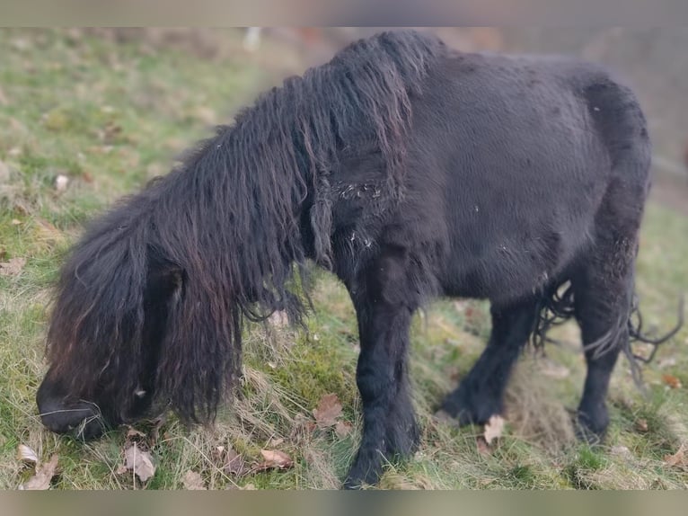 Shetland Ponies Stallion 2 years 9,1 hh Black in Hemer