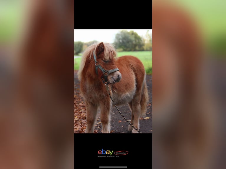 Shetland Ponies Stallion 2 years 9,2 hh Chestnut-Red in Havixbeck