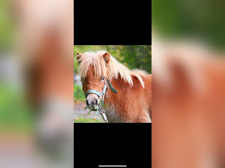 Shetland Ponies Stallion 2 years 9,2 hh Chestnut-Red in Havixbeck