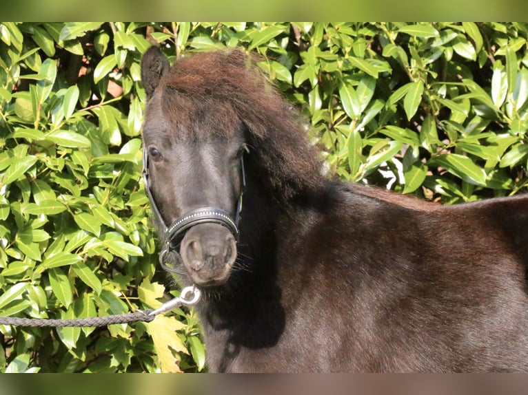 Shetland Ponies Stallion 2 years 9,1 hh Black in Recke, bei Osnabrück