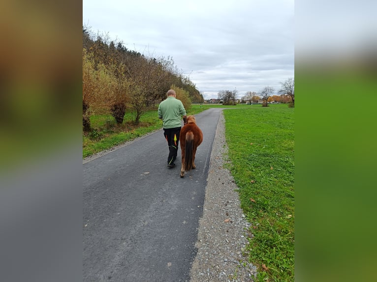 Shetland Ponies Stallion 2 years 9,2 hh Chestnut-Red in Offenburg
