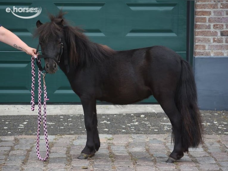 Shetland Ponies Stallion 2 years  in Achtmaal