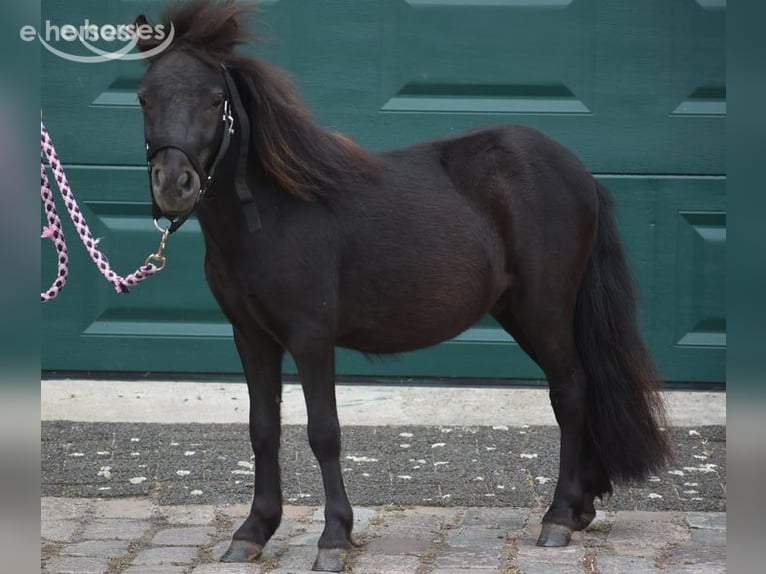 Shetland Ponies Stallion 2 years  in Achtmaal