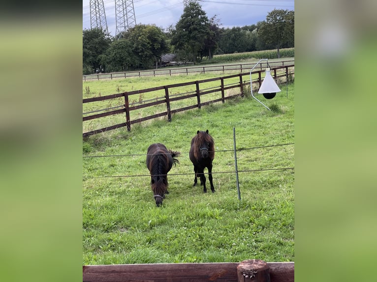 Shetland Ponies Stallion 3 years 10 hh Black in Gelsenkirchen