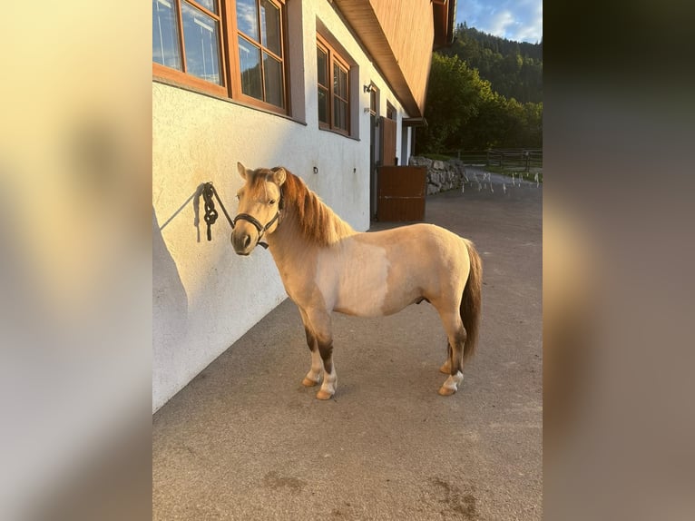 Shetland Ponies Stallion 3 years 10 hh Dun in K&#xF6;ssen