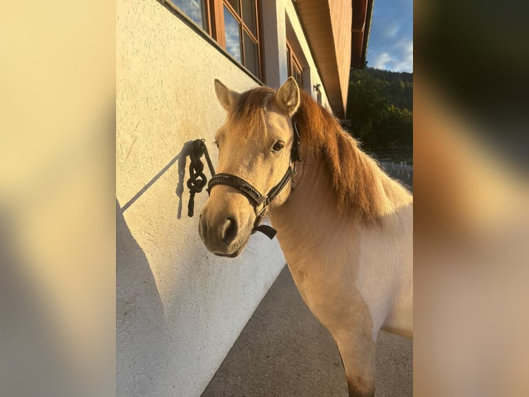 Shetland Ponies Stallion 3 years 10 hh Dun in K&#xF6;ssen