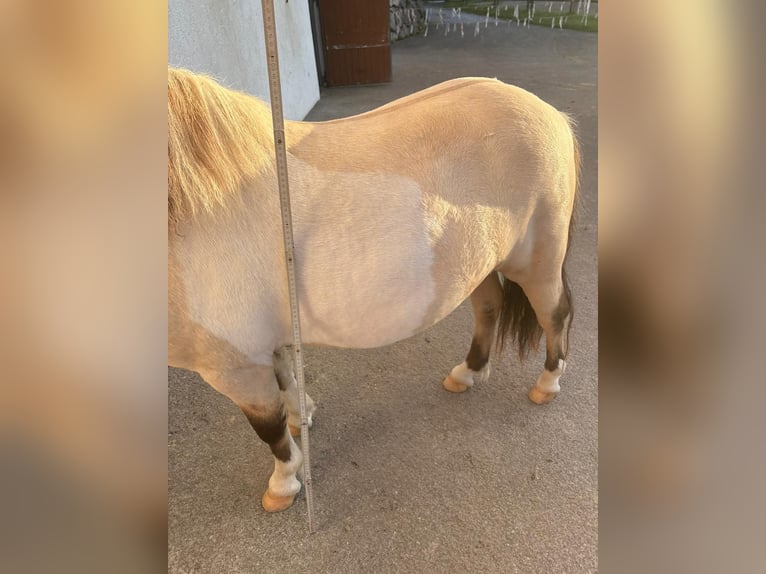 Shetland Ponies Stallion 3 years 10 hh Dun in K&#xF6;ssen