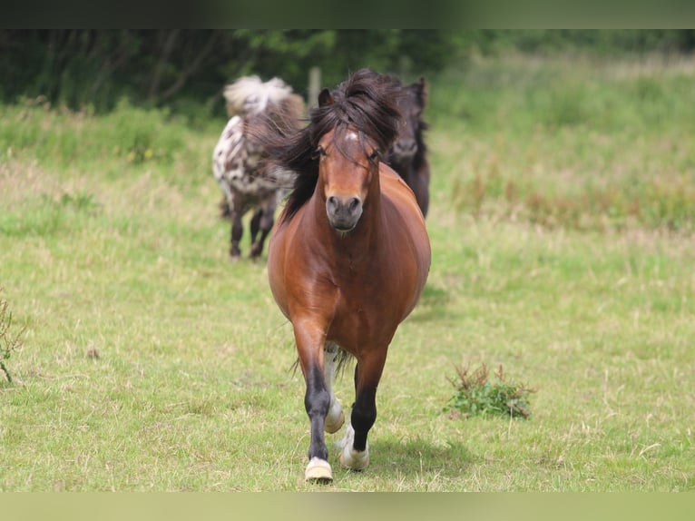 Shetland Ponies Stallion 3 years 10,1 hh Brown in Krumstedt