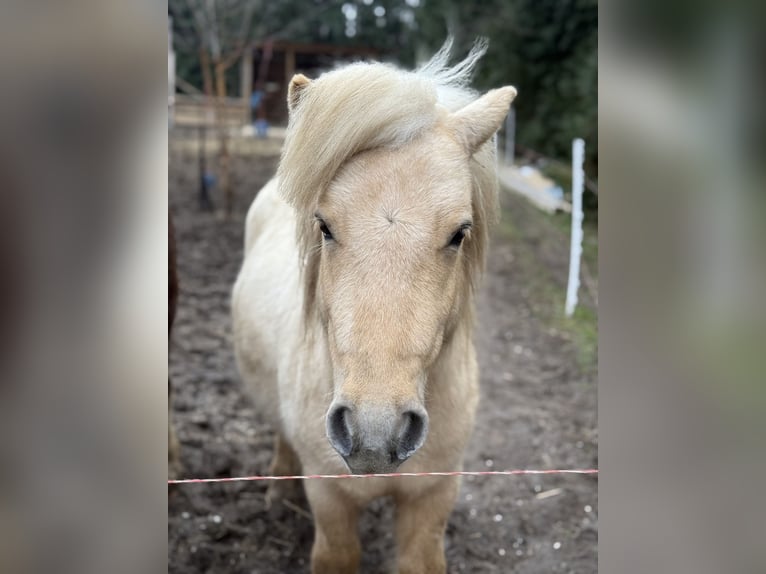 Shetland Ponies Stallion 3 years 10,1 hh Palomino in Glindenberg