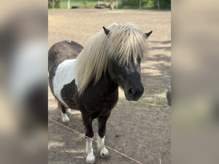 Shetland Ponies Stallion 3 years 10,1 hh Pinto in Glindenberg