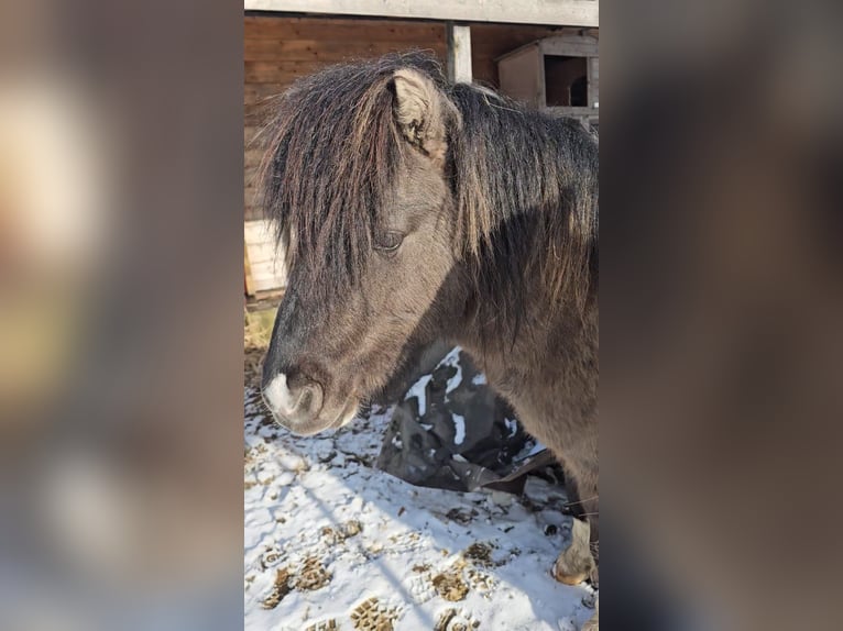 Shetland Ponies Stallion 3 years 10,2 hh Dun in Mölln