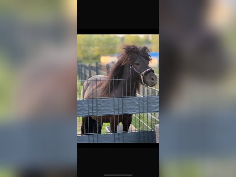 Shetland Ponies Stallion 3 years 11,2 hh Smoky-Black in Kamen