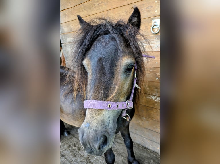 Shetland Ponies Stallion 3 years 7,1 hh Brown in Westoverledingen