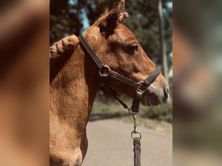 Shetland Ponies Stallion 3 years 7.1 hh Pinto in Zepelin