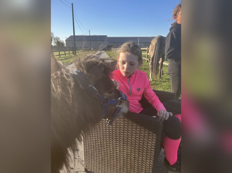 Shetland Ponies Stallion 3 years 7.3 hh Brown in Weelde