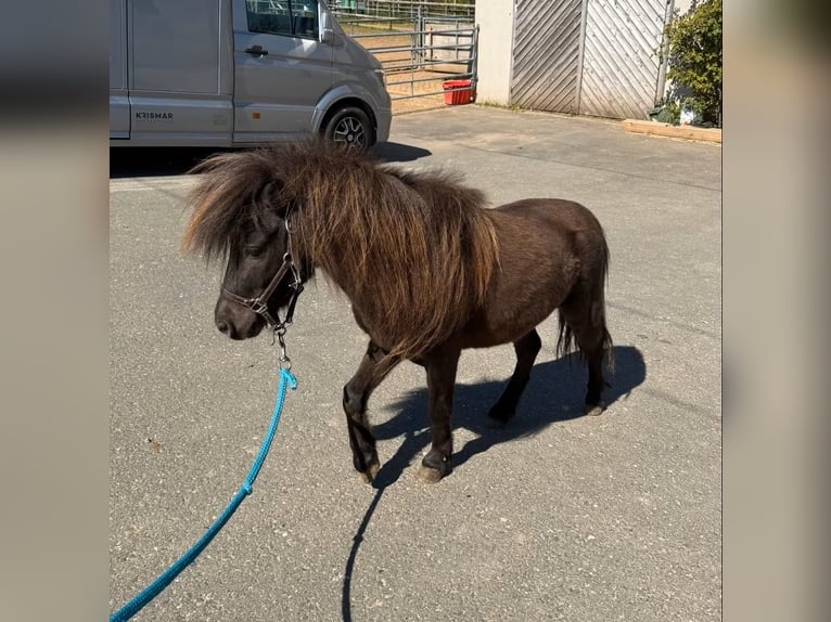 Shetland Ponies Stallion 3 years 8.1 hh Bay-Dark in Daleiden