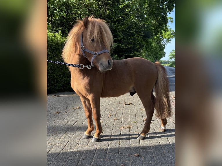 Shetland Ponies Stallion 3 years 8,3 hh Chestnut-Red in Emsbüren