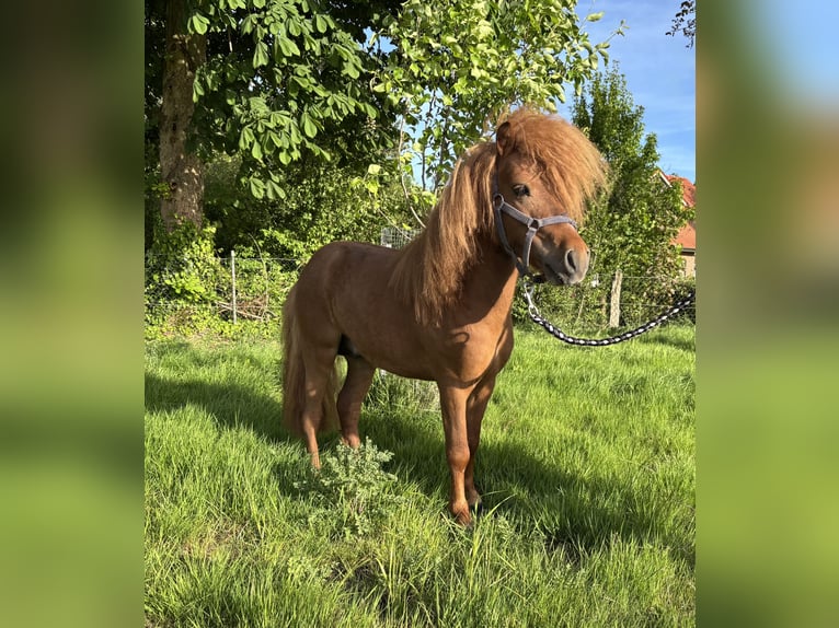 Shetland Ponies Stallion 3 years 8,3 hh Chestnut-Red in Emsbüren