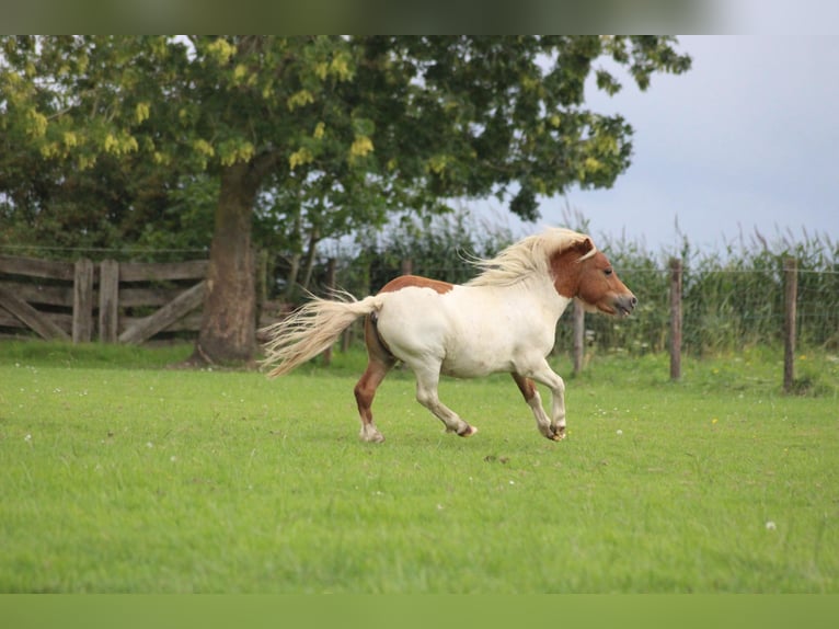 Shetland Ponies Stallion 3 years 8,3 hh Pinto in Dussen