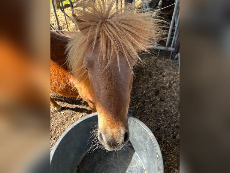 Shetland Ponies Stallion 3 years 9.1 hh Chestnut-Red in Edewecht-Osterscheps