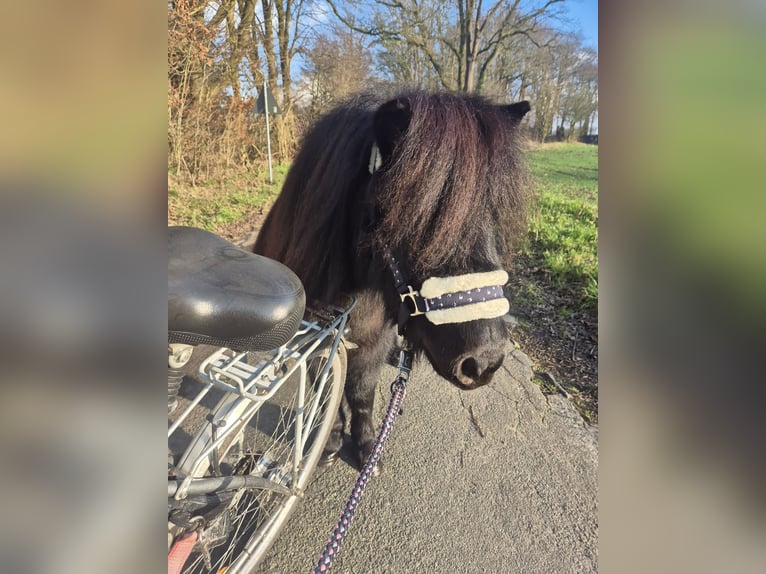 Shetland Ponies Stallion 3 years 9,2 hh Black in Vrees