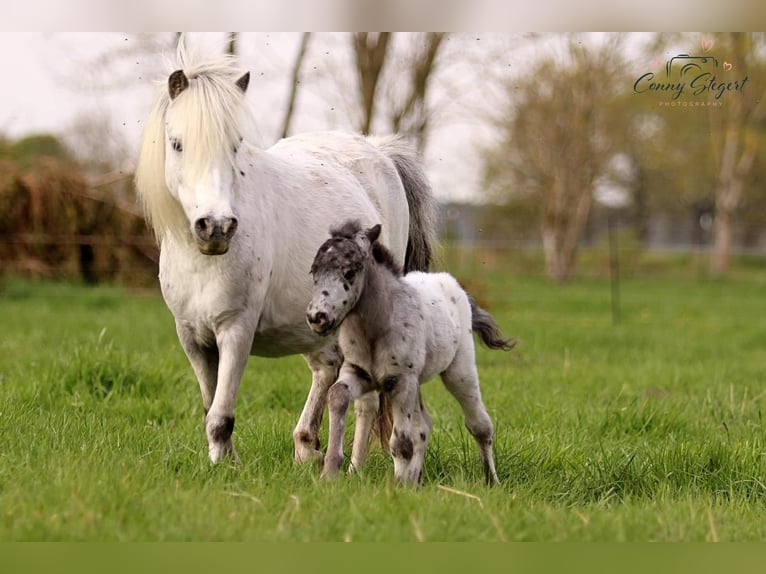 Shetland Ponies Stallion 3 years 9,2 hh Leopard-Piebald in Detmold