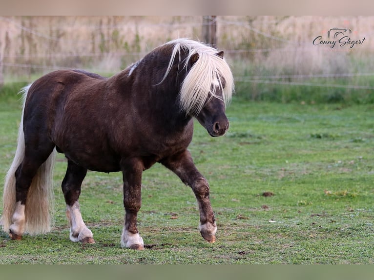 Shetland Ponies Stallion 3 years 9,2 hh Leopard-Piebald in Detmold