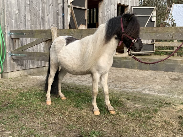 Shetland Ponies Stallion 3 years 9.2 hh Pinto in Ottersberg