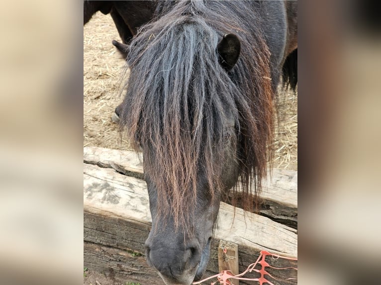 Shetland Ponies Stallion 3 years 9,2 hh Black in Frankenberg (Eder)