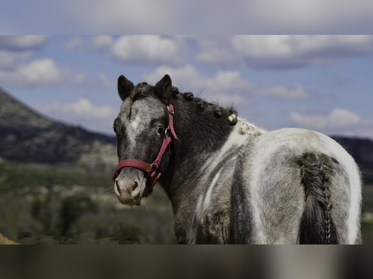 Shetland Ponies Stallion 3 years 9,2 hh Pinto in La Cabrera