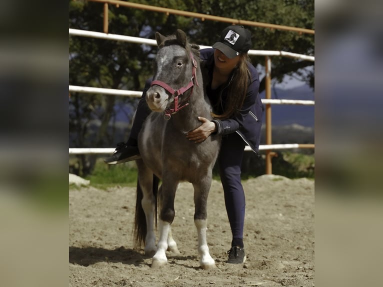 Shetland Ponies Stallion 3 years 9,2 hh Pinto in La Cabrera