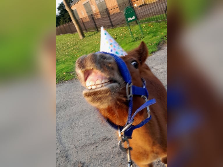 Shetland Ponies Stallion 3 years Chestnut-Red in Dinteloord