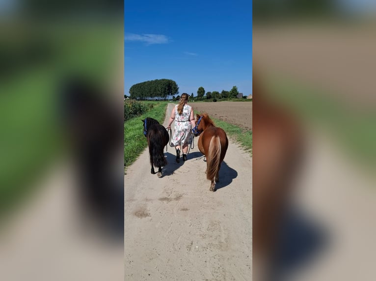 Shetland Ponies Stallion 3 years Chestnut-Red in Dinteloord