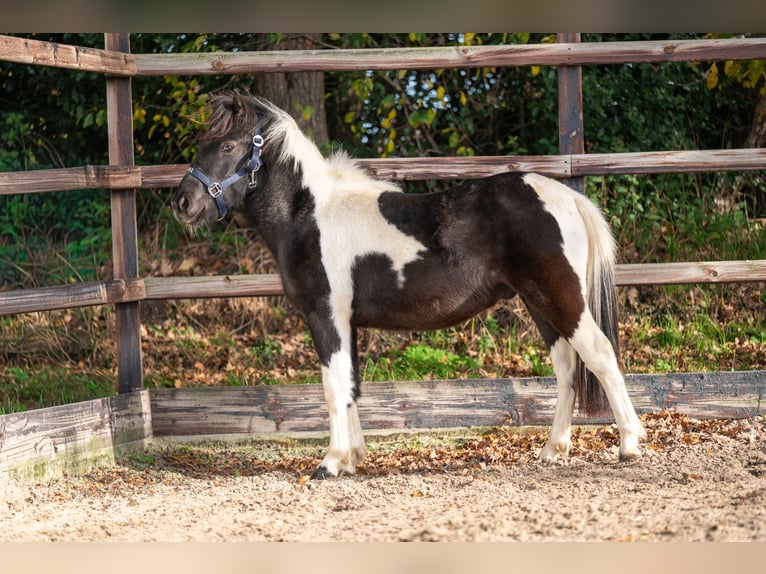 Shetland Ponies Stallion 3 years  in GROTE-BROGEL
