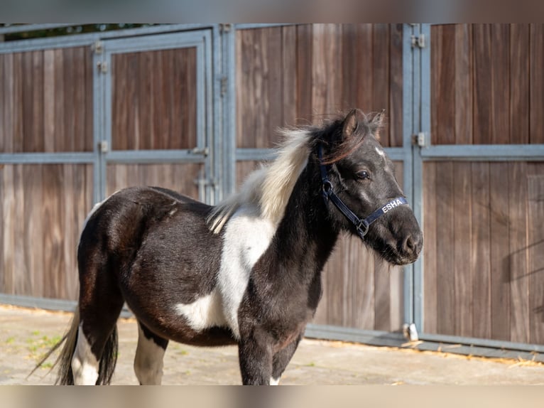 Shetland Ponies Stallion 3 years  in GROTE-BROGEL
