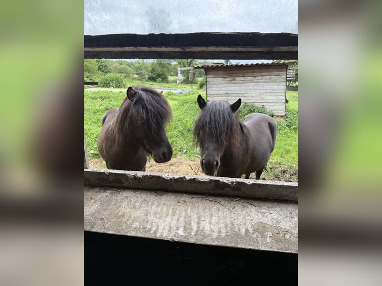 Shetland Ponies Stallion 3 years Smoky-Black in Hagen im Bremischen