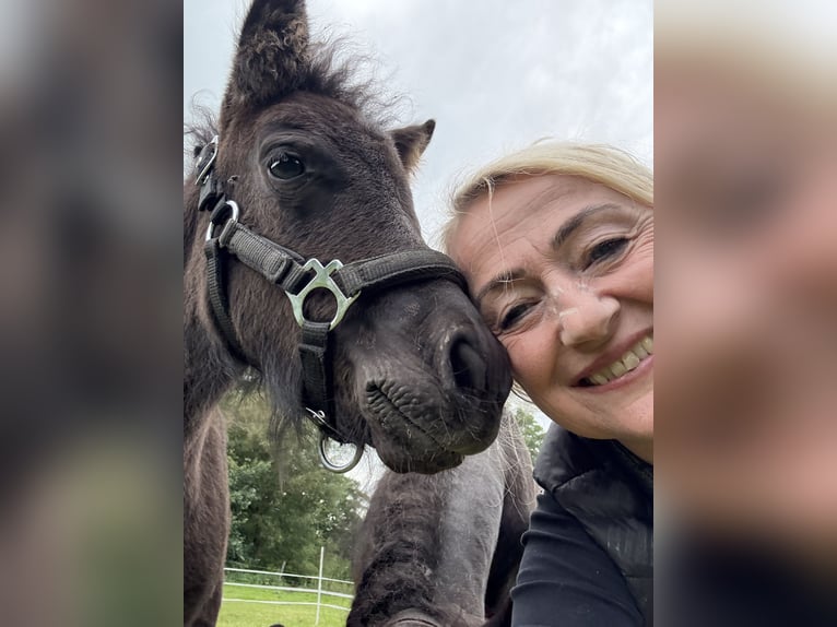 Shetland Ponies Stallion 3 years Smoky-Black in Hagen im Bremischen