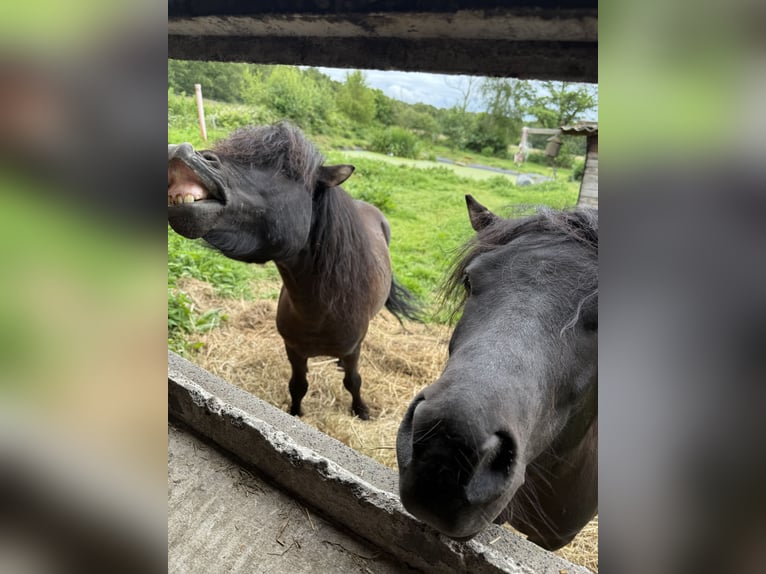 Shetland Ponies Stallion 3 years Smoky-Black in Hagen im Bremischen