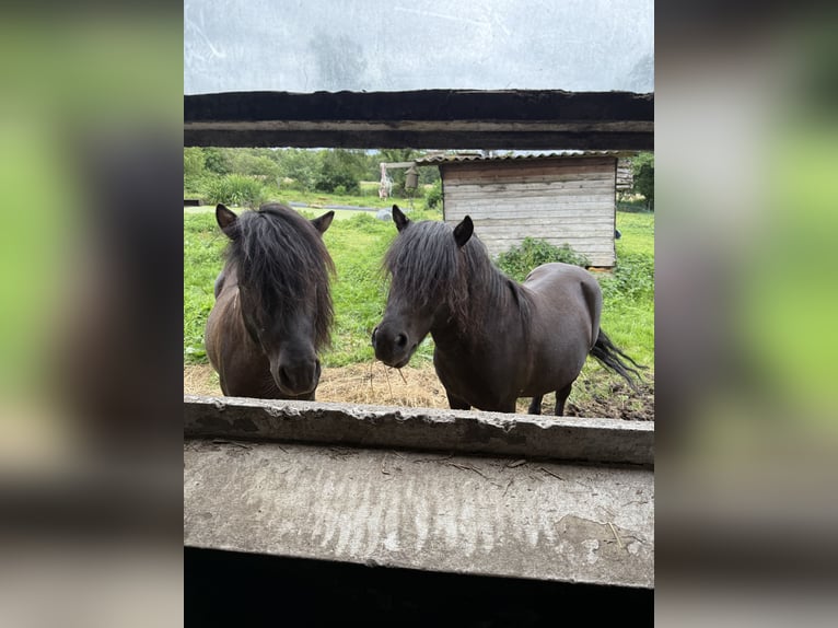 Shetland Ponies Stallion 3 years Smoky-Black in Hagen im Bremischen